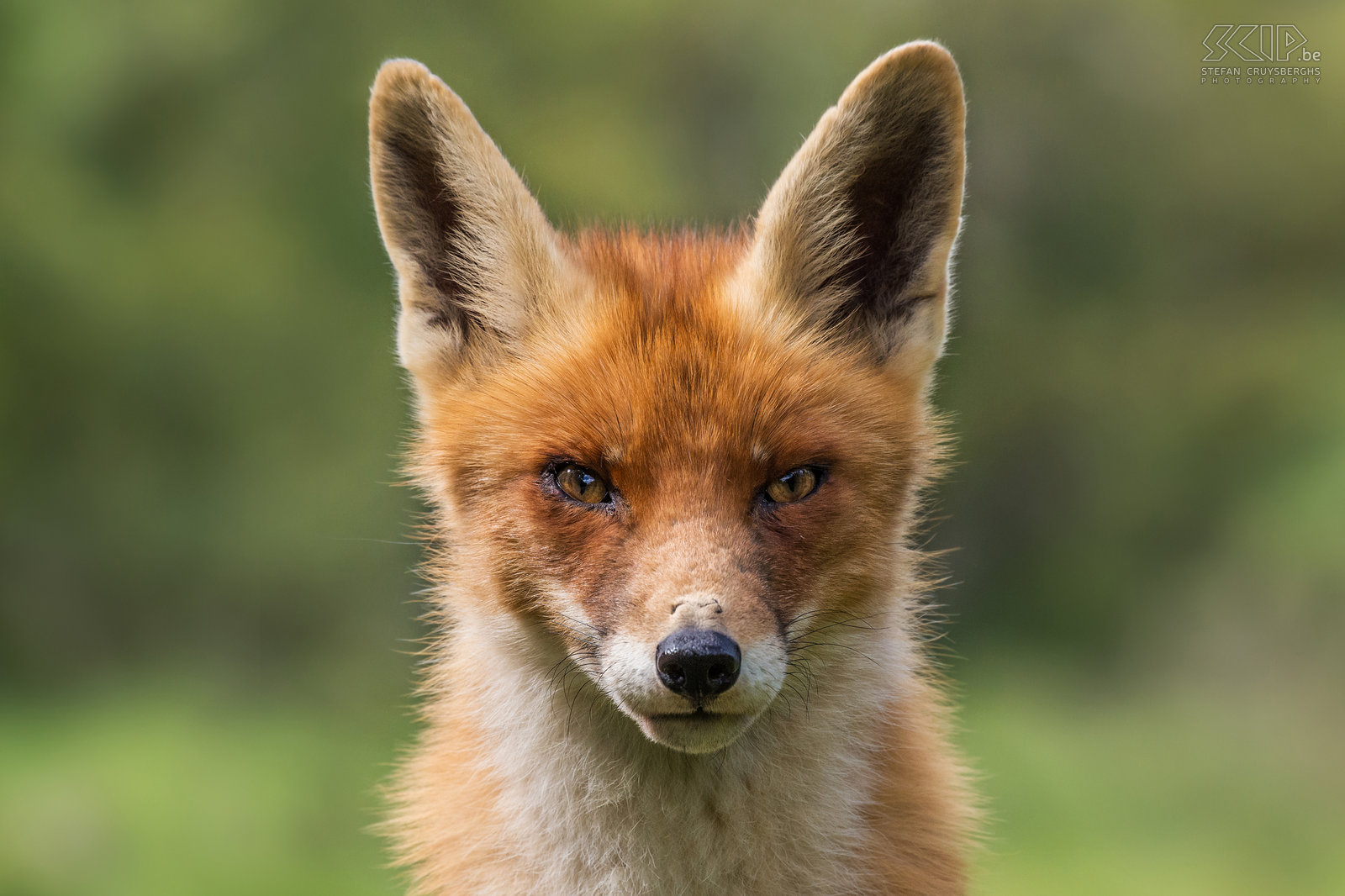 Amsterdamse Waterleidingduinen - Fox The Amsterdamse Waterleidingduinen is a beautiful nature reserve in the province of North Holland in the Netherlands. It is a dune area with lots of water channels. It has the largest population of fallow deers in the Netherlands. There also red foxes (Vulpes vulpes), some of them are used to people. Stefan Cruysberghs